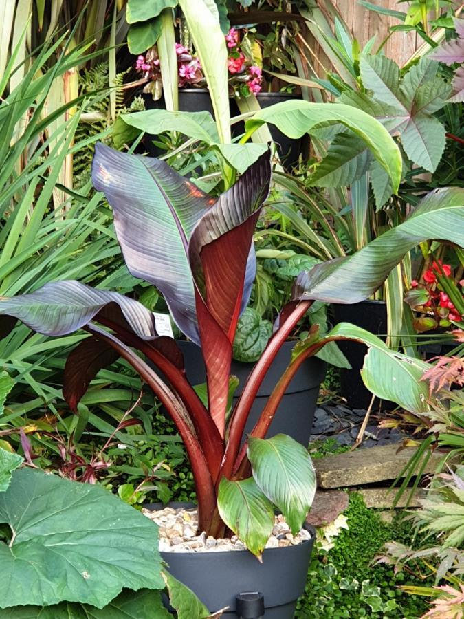 Tropical Garden Oasis Rooms Бірмінгем Екстер'єр фото