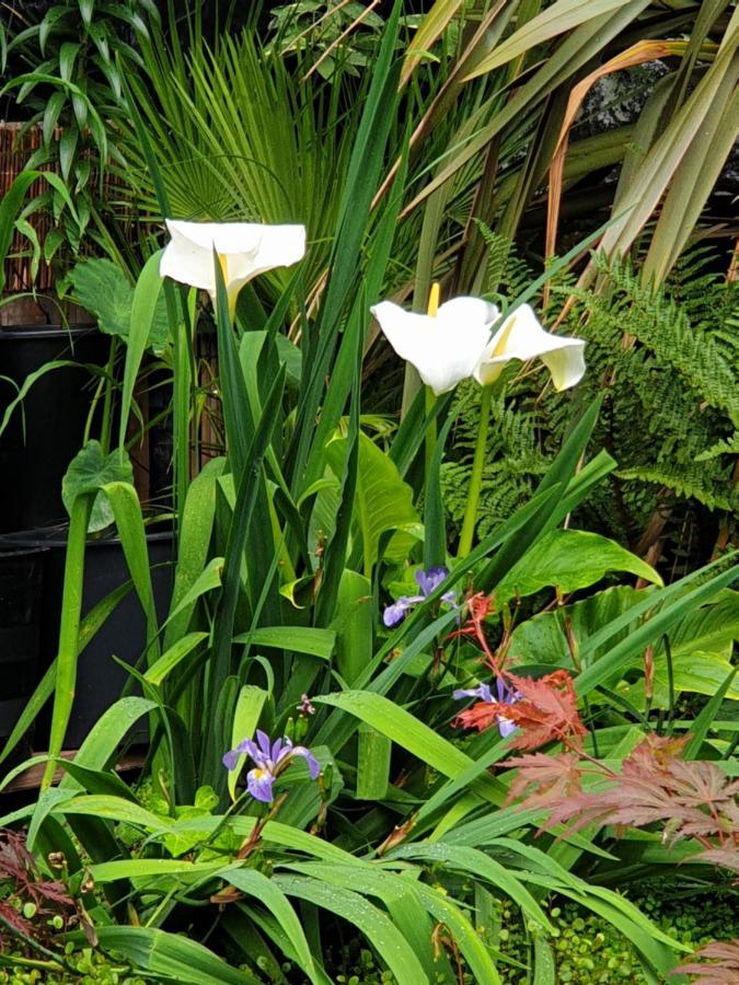 Tropical Garden Oasis Rooms Бірмінгем Екстер'єр фото