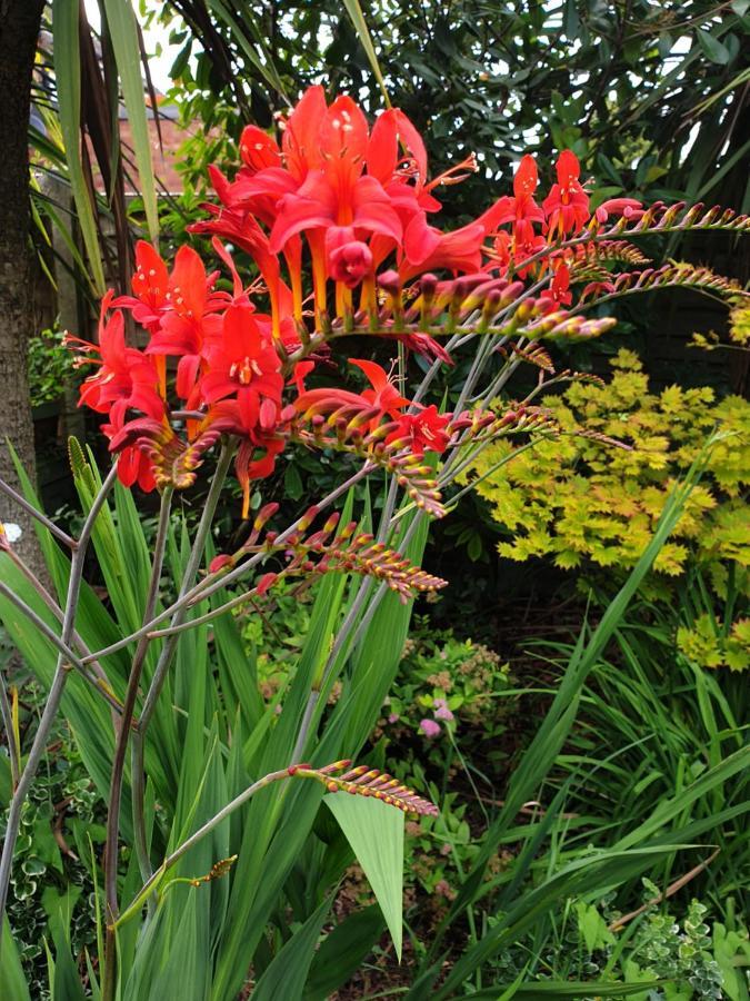 Tropical Garden Oasis Rooms Бірмінгем Екстер'єр фото