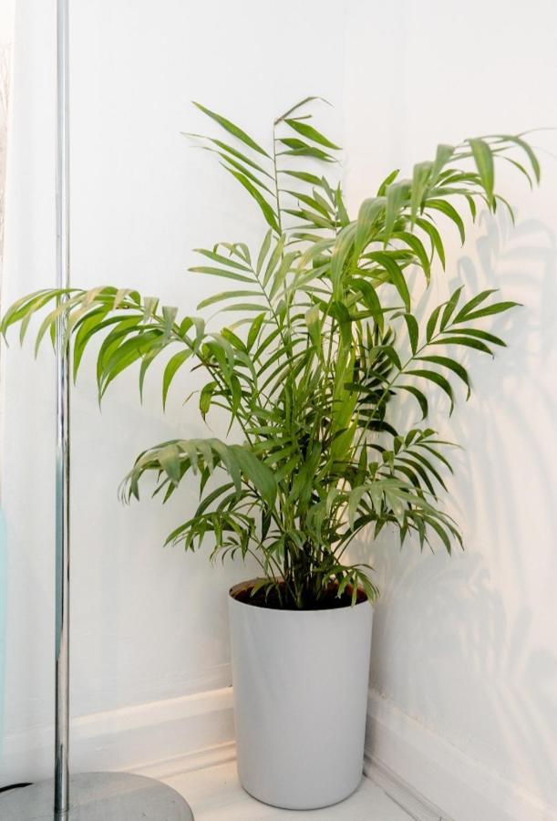 Tropical Garden Oasis Rooms Бірмінгем Екстер'єр фото
